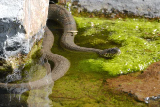 Discover the biggest and deadliest snake ever seen in Texas, USA