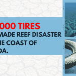 A group shares scary pictures of a man-made reef disaster off the coast of Florida 500,000 tires were left on the bottom of the ocean.