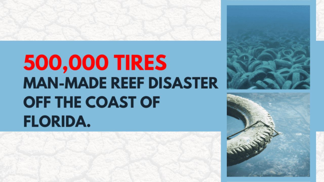Reef disaster off the coast of Florida 500,000 tires on the bottom of the ocean.