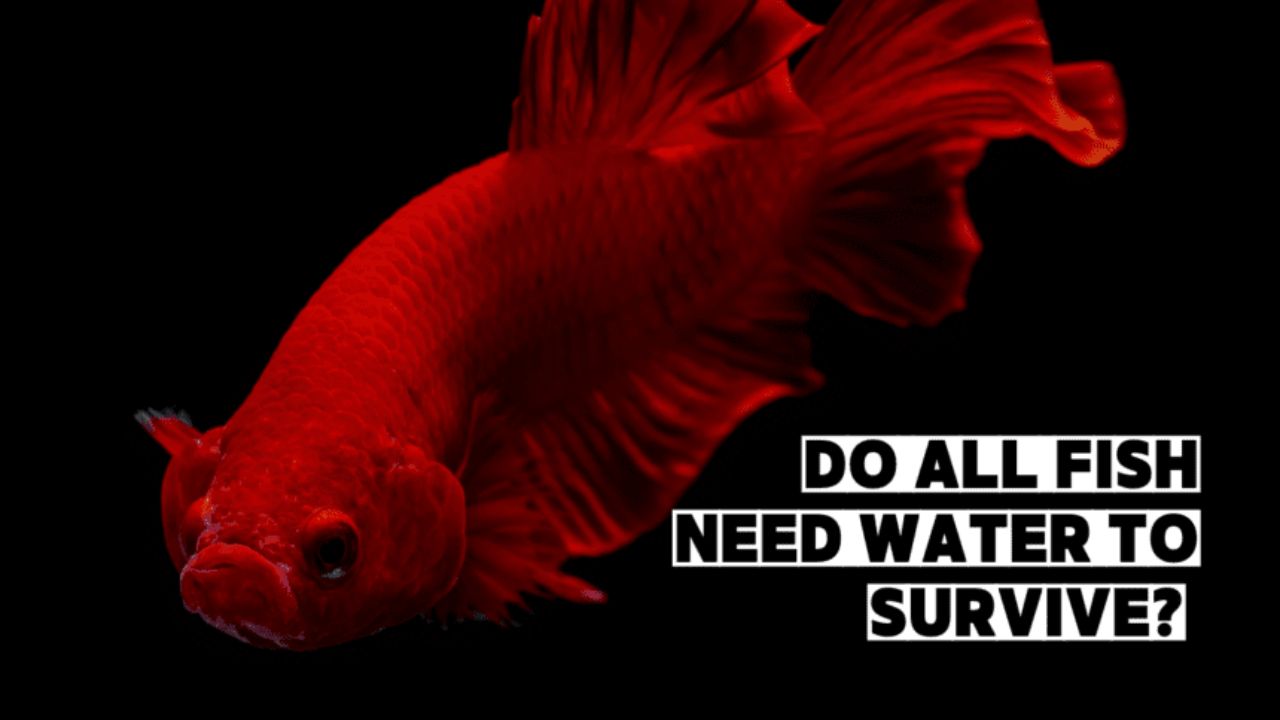 Do all fish need water to survive How fish in fresh water and fish in salt water deal with water.