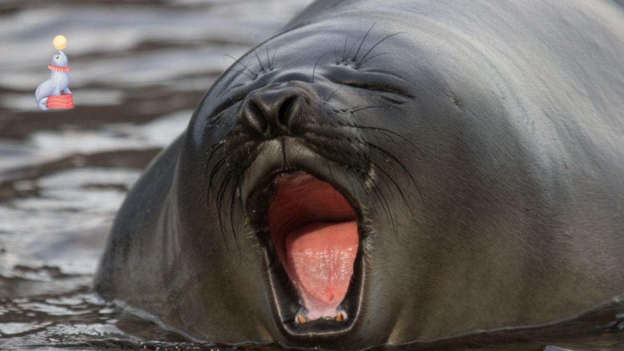 Elephant seals can sleep 1,200 feet underwater to avoid predators, which amazes biologists.