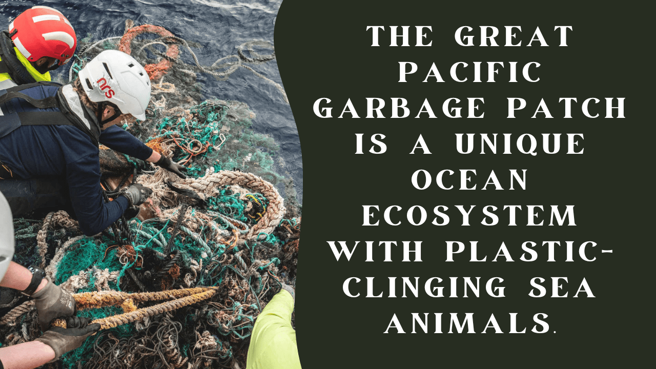The Great Pacific Garbage Patch is actually a unique ocean environment full of sea creatures that stick to the plastic trash.