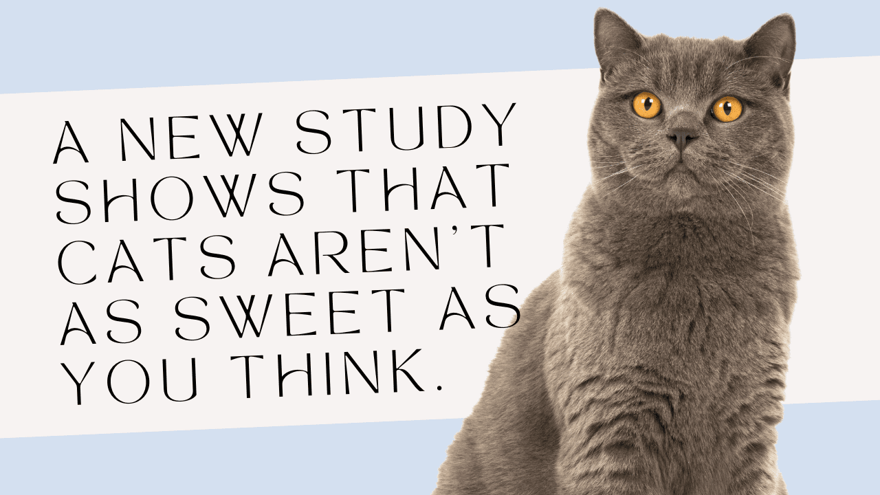 A new study shows that cats aren't as nice as you think.