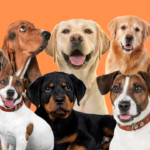 Worldwide Dog Breeds That Are the Least Obedient