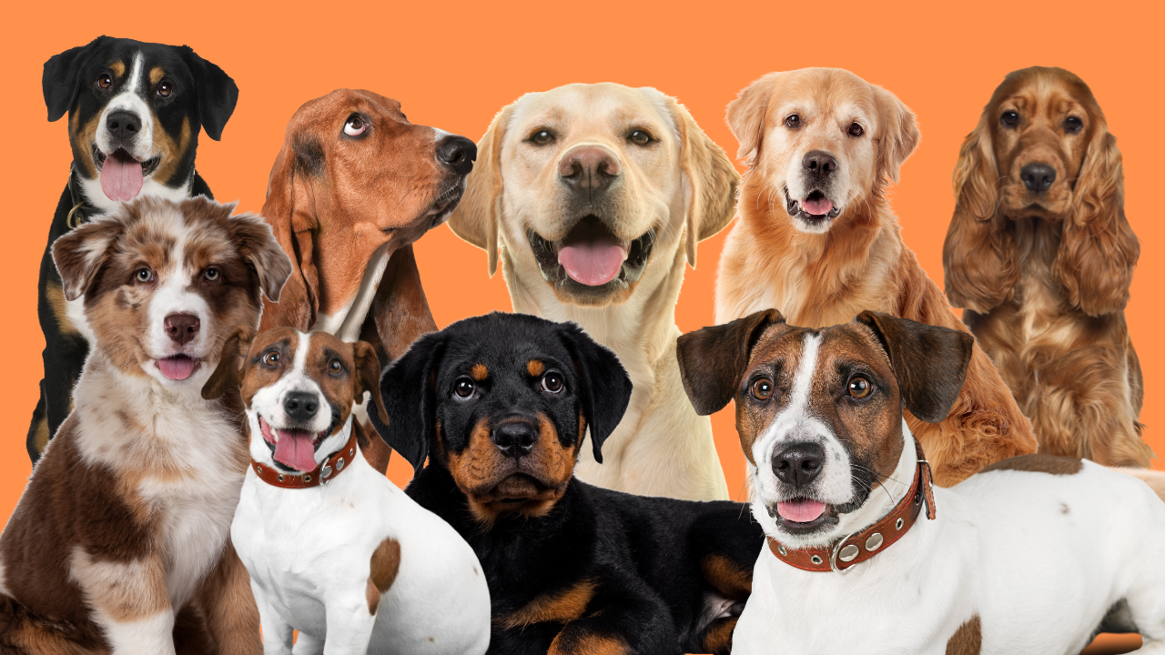 Worldwide Dog Breeds That Are the Least Obedient