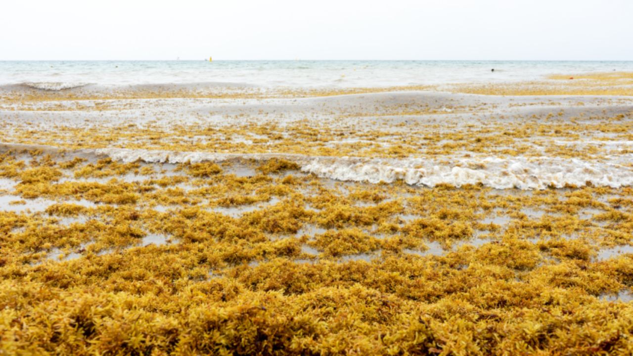 Earth only has one sea that doesn't touch land