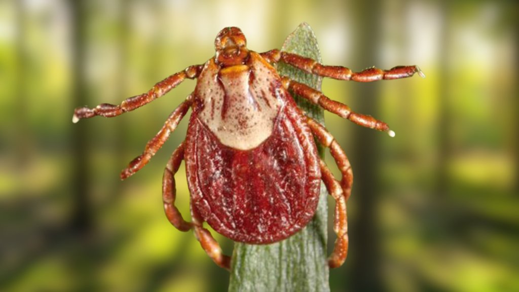 CDC issues a strong warning after a disease breakout in Mexico kills 3