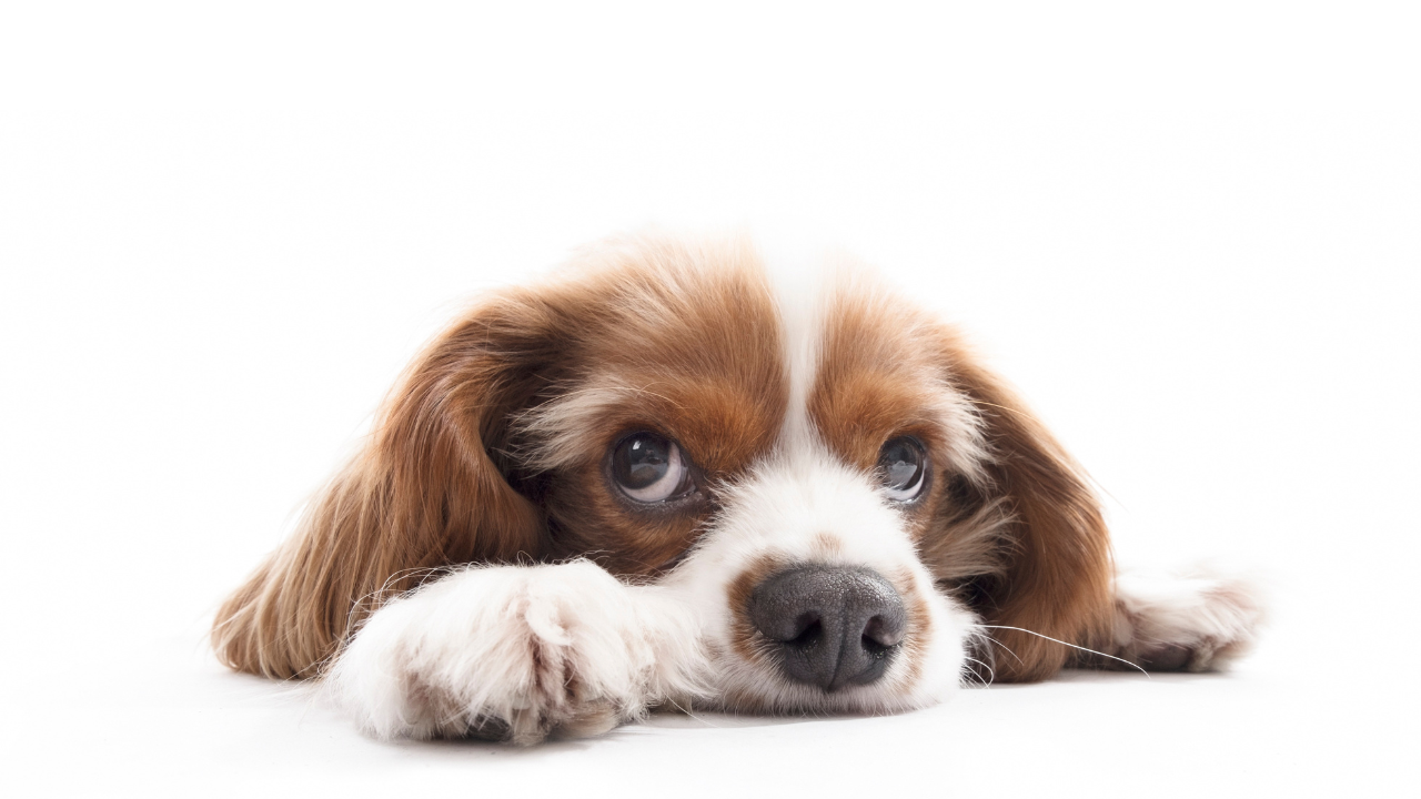 It's Pet Day today! A time to show love to pets that need it