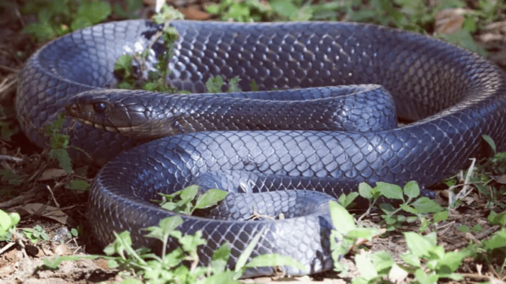Are Indigo snakes in Texas poisonous?