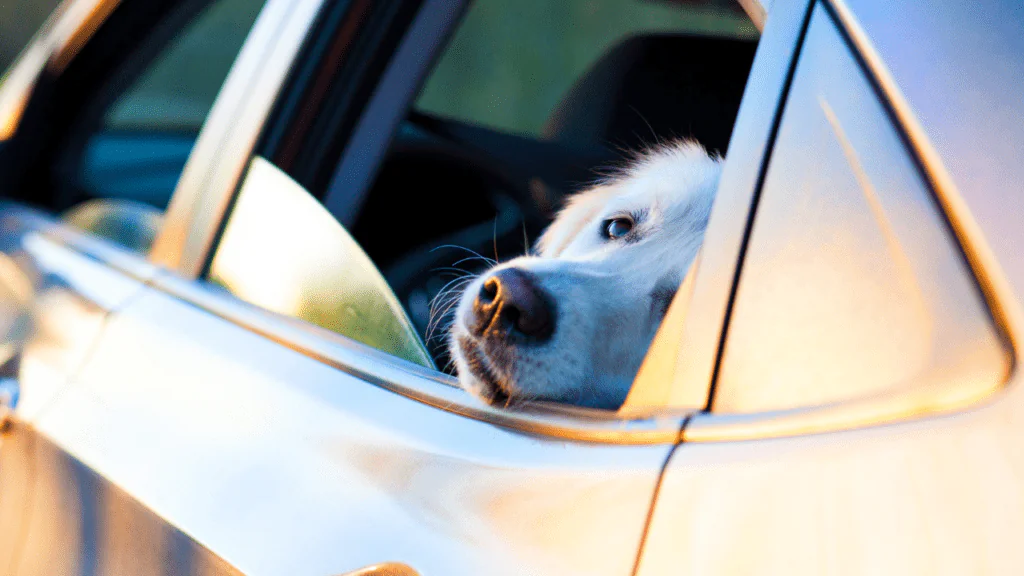 Don't leave kids or animals in cars