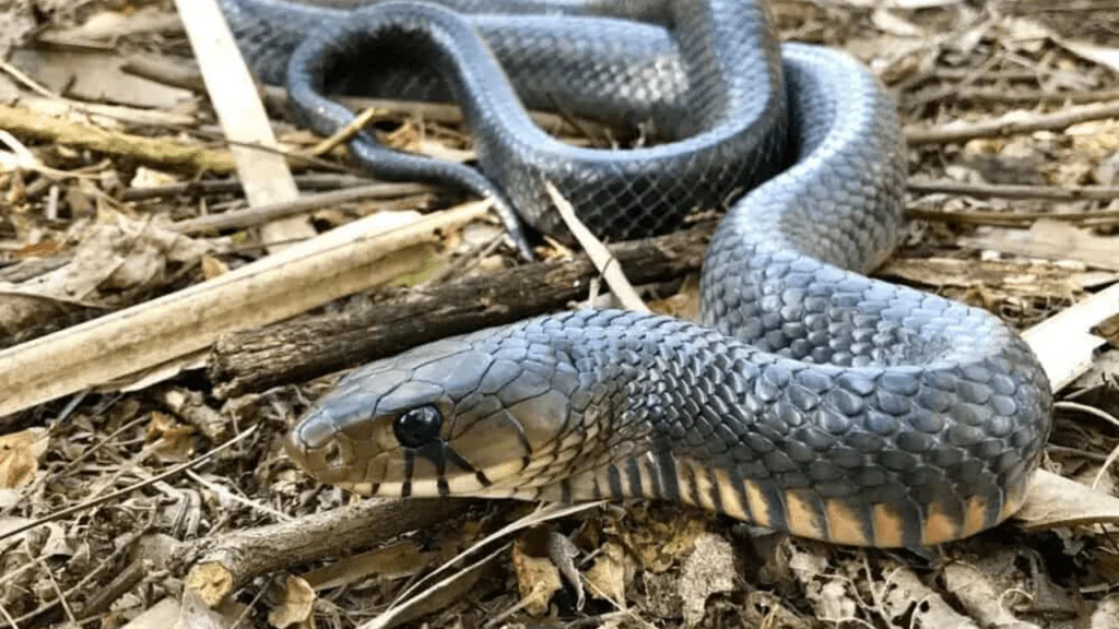 Texas Indigo Snake (Drymarchon melanurus erebennus)