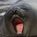 Elephant seals can sleep 1,200 feet underwater to avoid predators, which amazes biologists