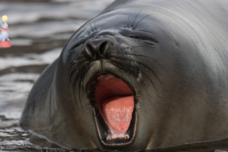 Elephant seals can sleep 1,200 feet underwater to avoid predators, which amazes biologists