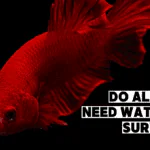 Do all fish need water to survive? How fish in fresh water and fish in salt water deal with water.