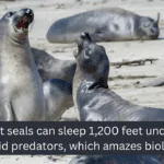 Elephant seals can sleep 1,200 feet underwater to avoid predators, which amazes biologists.