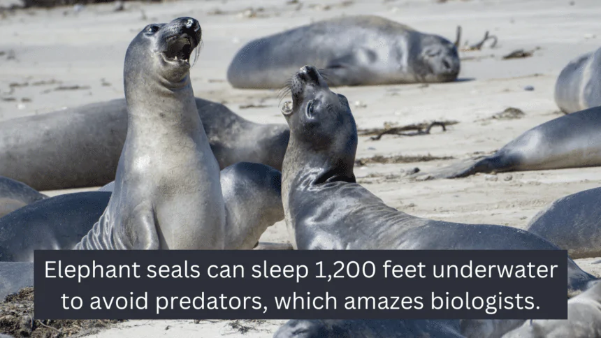 Elephant seals can sleep 1,200 feet underwater to avoid predators, which amazes biologists.