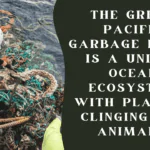 The Great Pacific Garbage Patch is a unique ocean ecosystem with plastic-clinging sea animals.